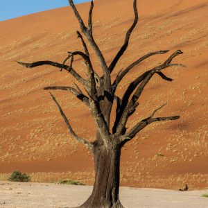 Im Deadvlei Im Deadvlei