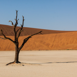 Deadvlei Impression Deadvlei Impression