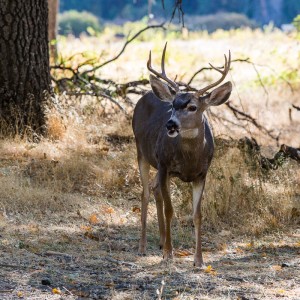Hirsch im Yosemite NP Hirsch im Yosemite NP