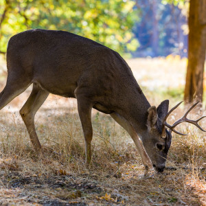 Hirsch im Yosemite NP Hirsch im Yosemite NP