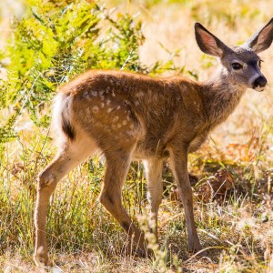 Kleines Kitz im Yosemite NP Kleines Kitz im Yosemite NP