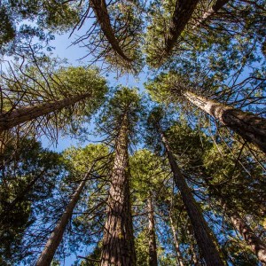 Schnurgerade wachsen die Bäume in den Himmel Schnurgerade wachsen die Bäume in den Himmel