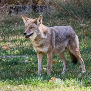 Ein Kojote im Yosemite NP Ein Kojote im Yosemite NP