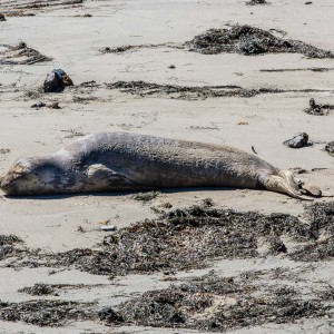 Müder Seeelefant Müder Seeelefant