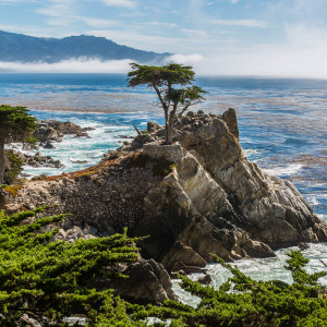 Die einsame Zypresse am 17-Mile-Drive Die einsame Zypresse am 17-Mile-Drive