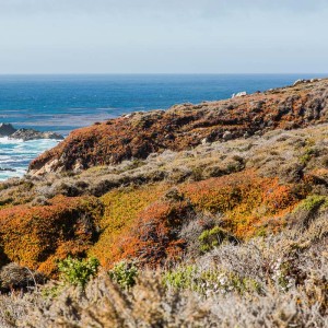 Bunte Heidepflanzen an der Big Sur Bunte Heidepflanzen an der Big Sur