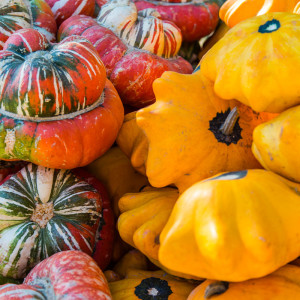 Lustige Kürbisse, oder? Lustige Kürbisse, oder?