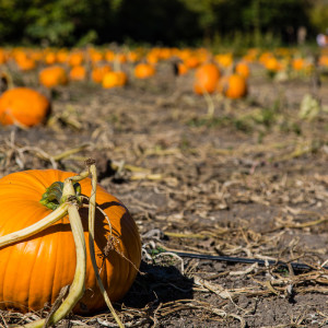 Kürbisfeld nähe Pismo Beach Kürbisfeld nähe Pismo Beach