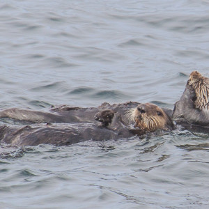 Otter in Monterey Otter in Monterey