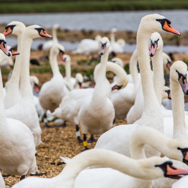 Schwäne in Abbotsbury Schwäne in Abbotsbury