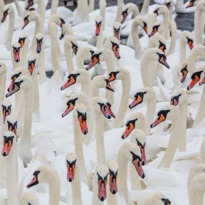 Schwäne ohne Ende Schwäne ohne Ende