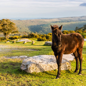 Dartmoor Pony