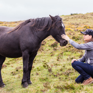 Handzahmes Dartmoor Pony