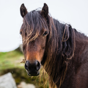Dartmoor Pony