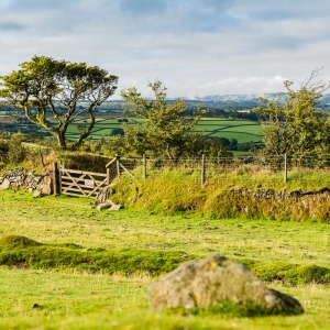 Morgenstimmung im Dartmoor