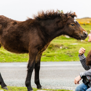 Kuscheln mit dem Pony