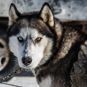 Husky Husky mit zwei Augenfarben
