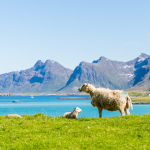 Schafe bei Fredvang Schafe bei Fredvang