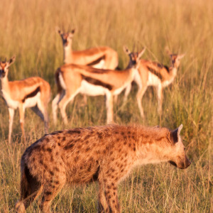 Eine Hyäne sucht leichte Beute
