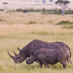 Spitzmaulnashorn mit Jungtier