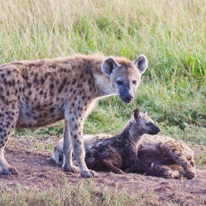 Hyänen-Familie