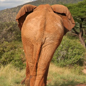 Imposanter Elefant von hinten