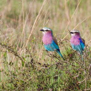 Lilac Breasted Roller
