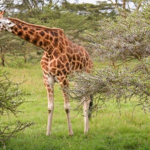 Rothschildgiraffe Rothschildgiraffe