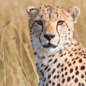 Gepardenportrait Gepardenportrait