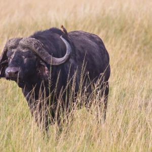 Büffel mit Madenpicker