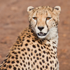 Gepardenportrait Gepardenportrait