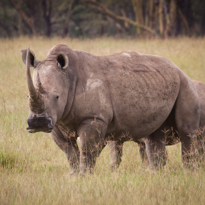 Breitmaulnashorn Breitmaulnashorn