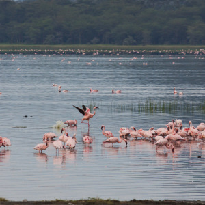 Flamingos im Lake Nakuru Flamingos im Lake Nakuru