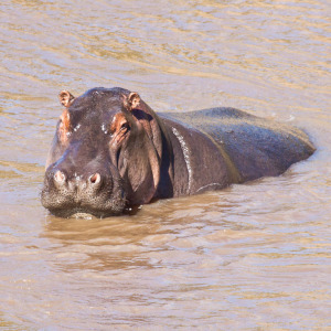 Flußpferd
