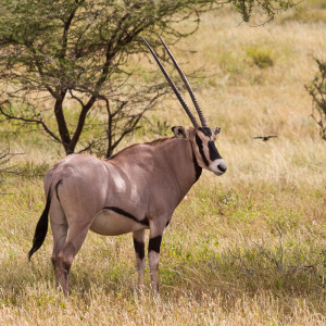 Oryx