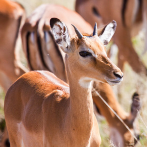 Impala-Portrait Impala-Portrait
