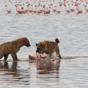 Zwei Hyänen fangen einen Flamingo Zwei Hyänen fangen einen Flamingo