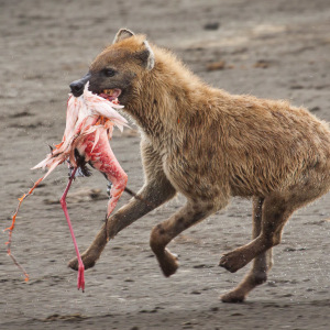 Eine Hyäne mit dem Teil der Beute Eine Hyäne mit dem Teil der Beute