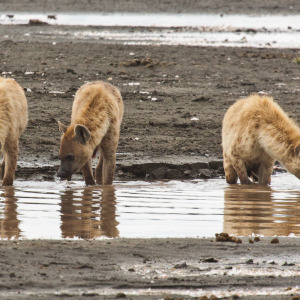 Hyänen beim trinken Hyänen beim trinken