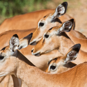 Impalas Impalas