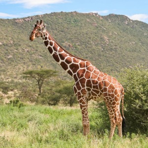 Giraffe im Samburu NP