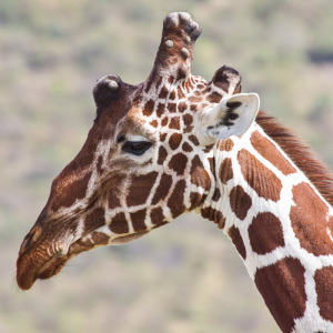 Giraffenportrait