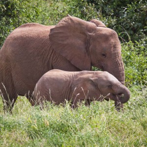 Eine kleine Elefantenfamilie