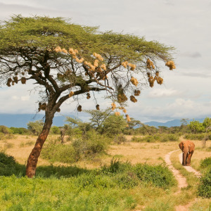 Impression aus Samburu