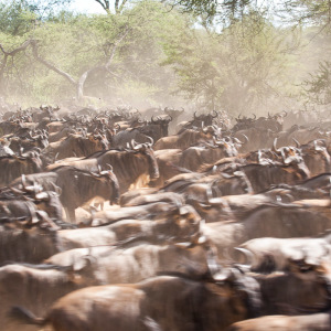 Eine rennende Gnuherde direkt vor uns Eine rennende Gnuherde direkt vor uns