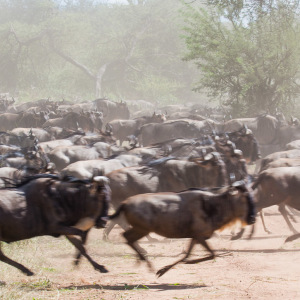 Rennende Gnus in der Serengeti Rennende Gnus in der Serengeti