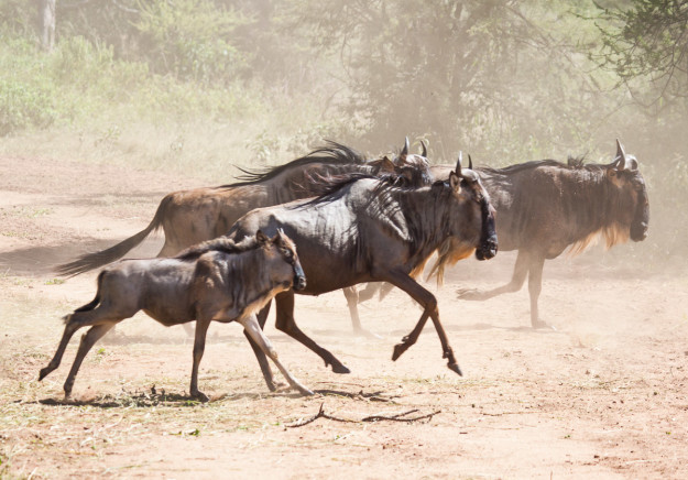 Rennende Gnus