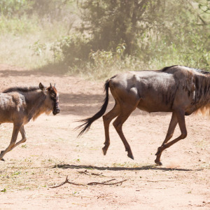 Rennende Gnus in der Serengeti Rennende Gnus in der Serengeti