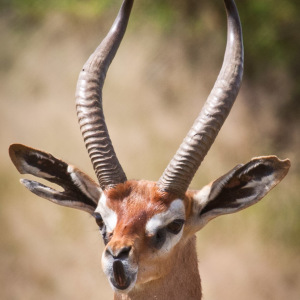 Giraffenhalsgazelle macht Grimassen