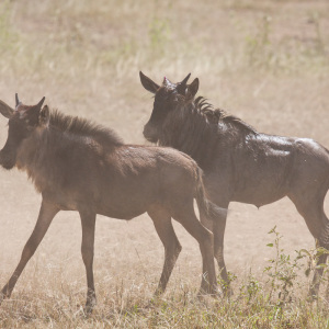 Zwei Gnus suchen nach Ihrer Mami Zwei Gnus suchen nach Ihrer Mami